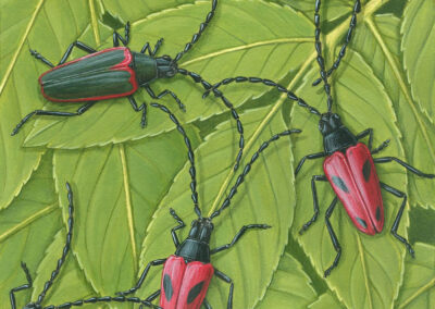 Valley Elderberry Longhorn Beetle and Blue Elderberry