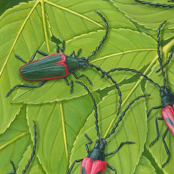 Zommed in shot of Valley Elderberry Longhorn Beetle and Blue Elderberry Giclée Fine Art Print featuring red and emerald green beetles with long antennas