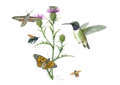 Wheeler’s Thistle and Pollinators