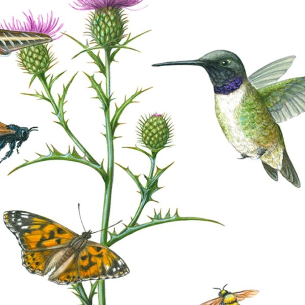 Zoomed in shot of Wheeler's Thistle and Pollinators Giclée Fine Art Print featuring a thorny plant with wispy purple flowers surrounded by pollinators, such as butterflies, moths, birds, bees, and butterflies