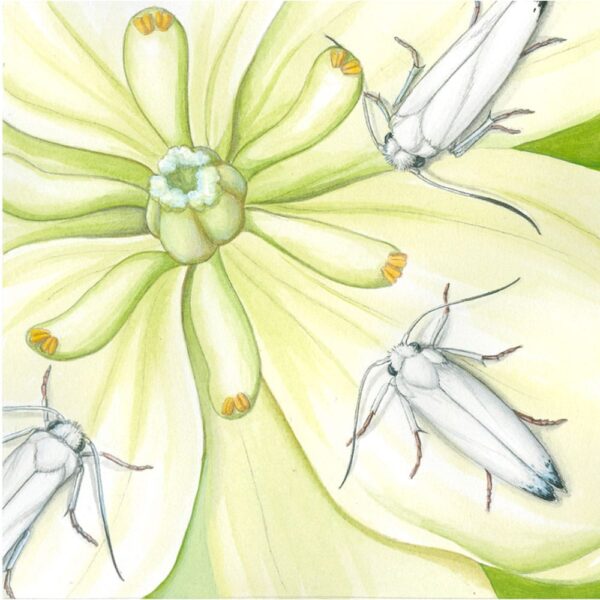 Yucca Moth and Chaparral Yucca Giclée Fine Art Print featuring three white moths with wings closed resting on a pale yellow flower
