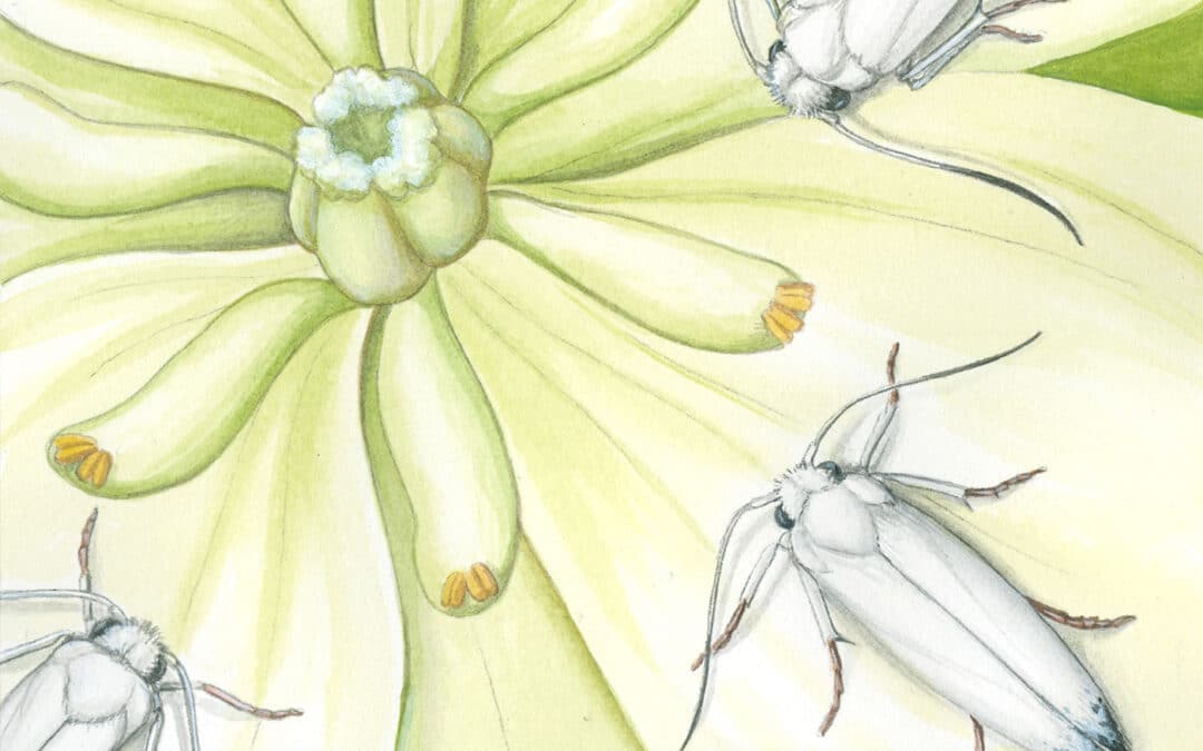 Yucca Moth and Chaparral Yucca