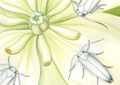 Yucca Moth and Chaparral Yucca