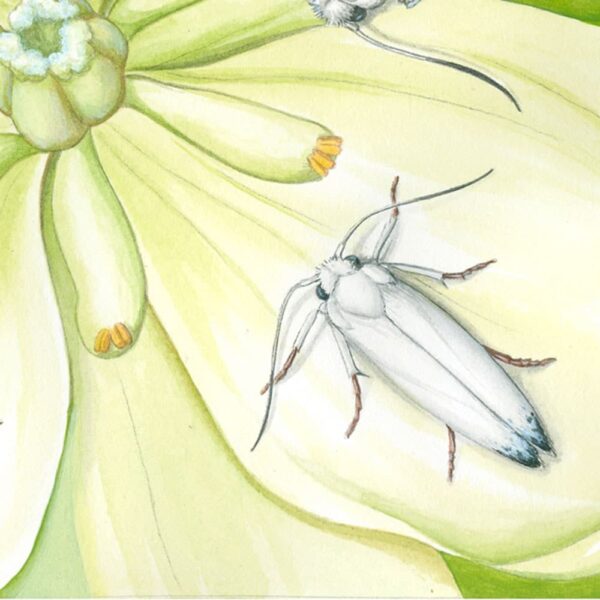 Zoomed in shot of Yucca Moth and Chaparral Yucca Giclée Fine Art Print featuring three white moths with wings closed resting on a pale yellow flower