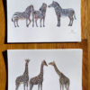 Species of Giraffes and Zebra Notecards, featuring three subspecies of giraffes and three species of zebras