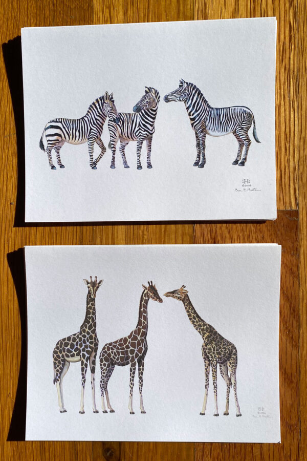 Species of Giraffes and Zebra Notecards, featuring three subspecies of giraffes and three species of zebras