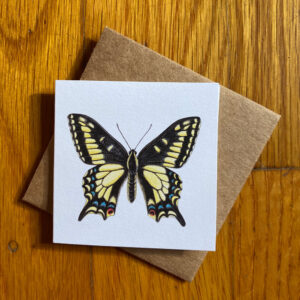 Anise Swallowtail Butterfly Gift Enclosure Notecard featuring a black and yellow butterfly with blue accents