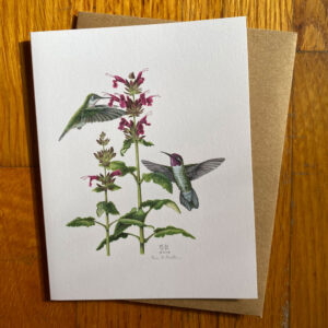 Anna's Hummingbird & Hummingbird Sage Notecard, with two hummingbirds pollinating pink flowering sage plant