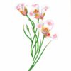 Butterfly Mariposa Lilies Giclée Fine Art Print featuring 3 blooms of a white lily with pink and yellow splotches