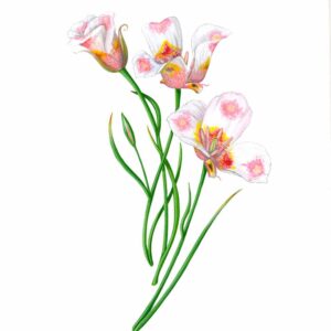Butterfly Mariposa Lilies Giclée Fine Art Print featuring 3 blooms of a white lily with pink and yellow splotches