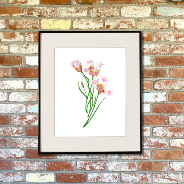 Butterfly Mariposa Lilies Giclée Fine Art Print featuring 3 blooms of a white lily with pink and yellow splotches shown matted in a frame
