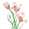 Zoomed in shot of Butterfly Mariposa Lilies Giclée Fine Art Print featuring 3 blooms of a white lily with pink and yellow splotches