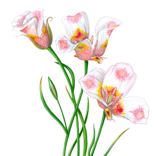 Zoomed in shot of Butterfly Mariposa Lilies Giclée Fine Art Print featuring 3 blooms of a white lily with pink and yellow splotches