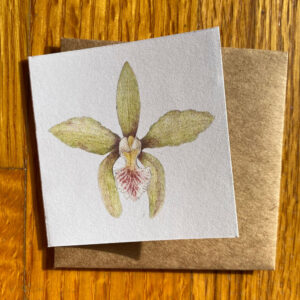 Green Orchid Gift Enclosure Notecard featuring a pale green orchid