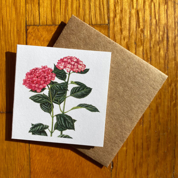 Pink Hydrangea Gift Enclosure Notecard featuring two blooms of pink hydrangea