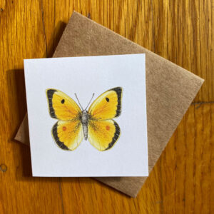Orange Sulphur Butterfly Gift Enclosure Notecard featuring a yellow and black butterfly