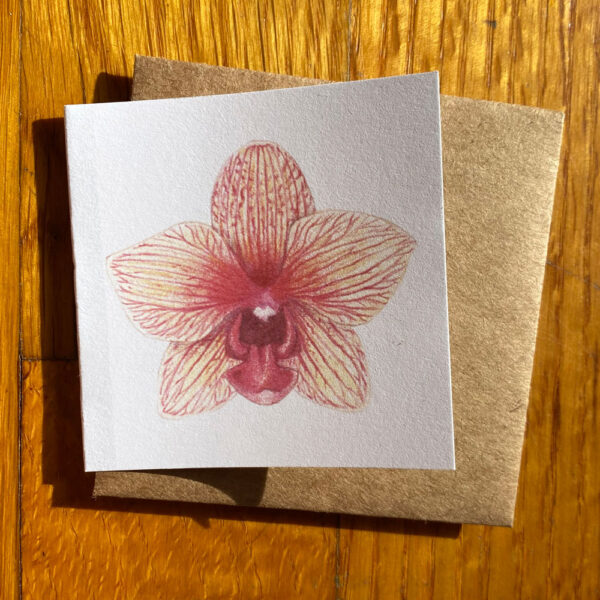 Pink Striped Orchid Gift Enclosure Notecard featuring a pink and pale yellow orchid with a striped appearance