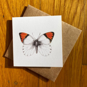 Sara Orangetip Butterfly Gift Enclosure Notecard featuring a white butterfly with orange tipped wings and black accents