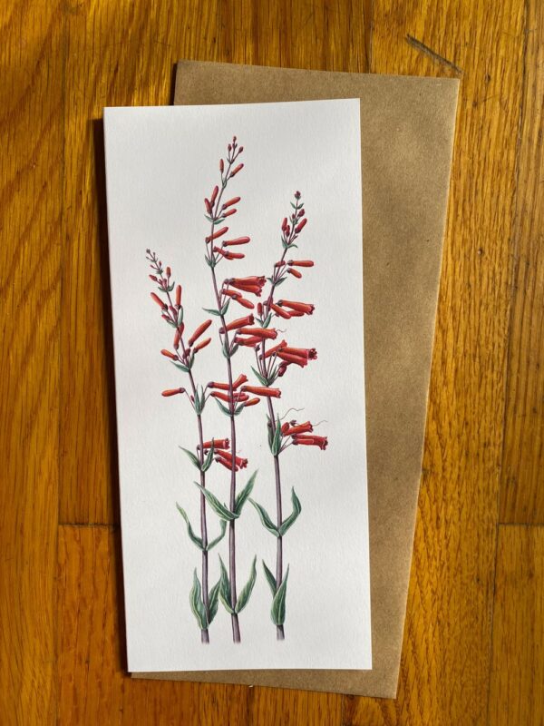 Scarlet Bugler Tall Notecard featuring tall stemmy plants with red tubular flowers