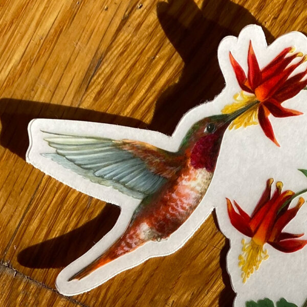 A zoomed in shot of California Wildflower Sticker Set, two stickers, one of a red hummingbird pollinating red flowers, and one of a black and white butterfly pollinating orange lilies