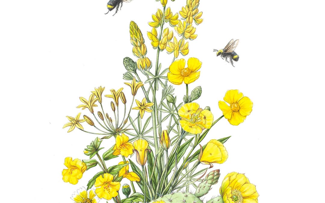 California Wildflowers in Yellow