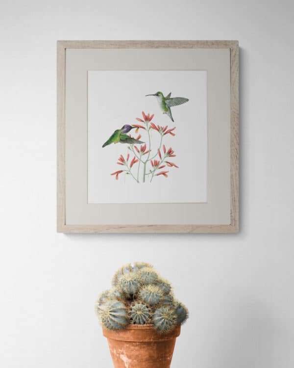 Costas Hummingbird and Chuparosa in situ