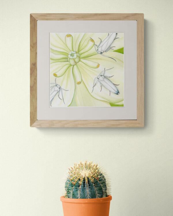 Yucca Moth and Chaparral Yucca in situ