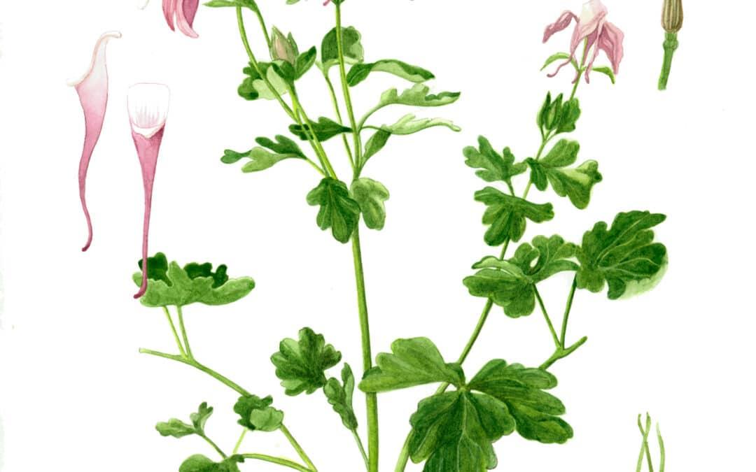 Not a straight path: my journey to becoming a science illustrator and nature artist