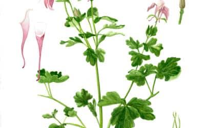 Not a straight path: my journey to becoming a science illustrator and nature artist
