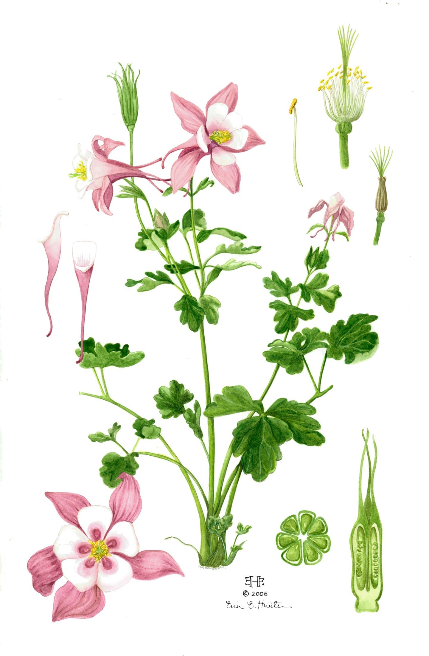 Pink Columbine by Erin E. Hunter. Watercolor, 2006.