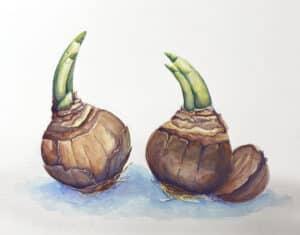 watercolor painting of onions