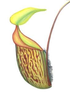 A pitcher plant trap, another carnivorous plant illustration from my application portfolio. Watercolor, 2004.