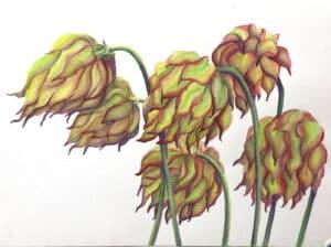 An early watercolor botanical of Sarracenia sp. flowers.