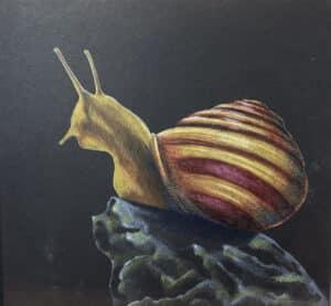 colored pencil drawing of a snail on toned paper