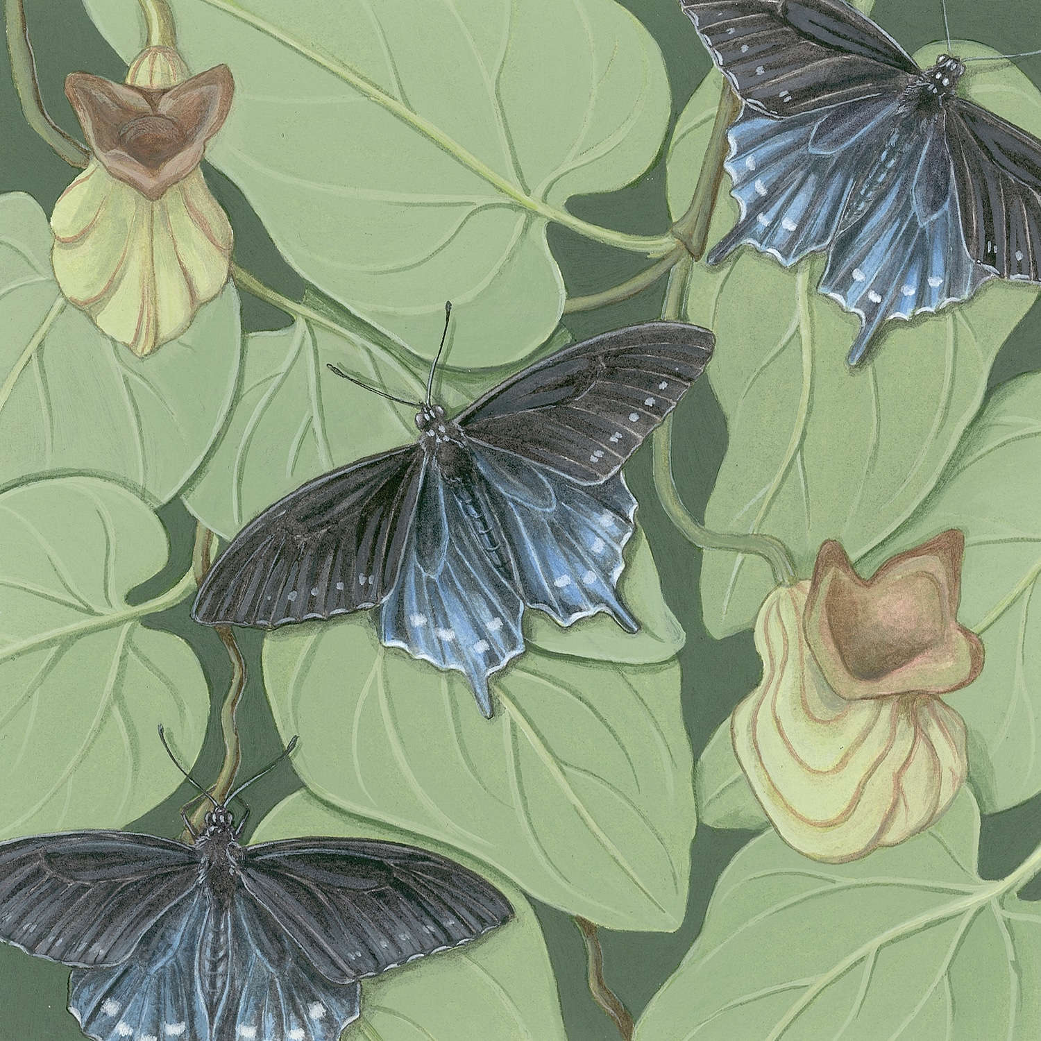 Hunter3_PipevineSwallowtail Pipevine swallowtails and California pipevine